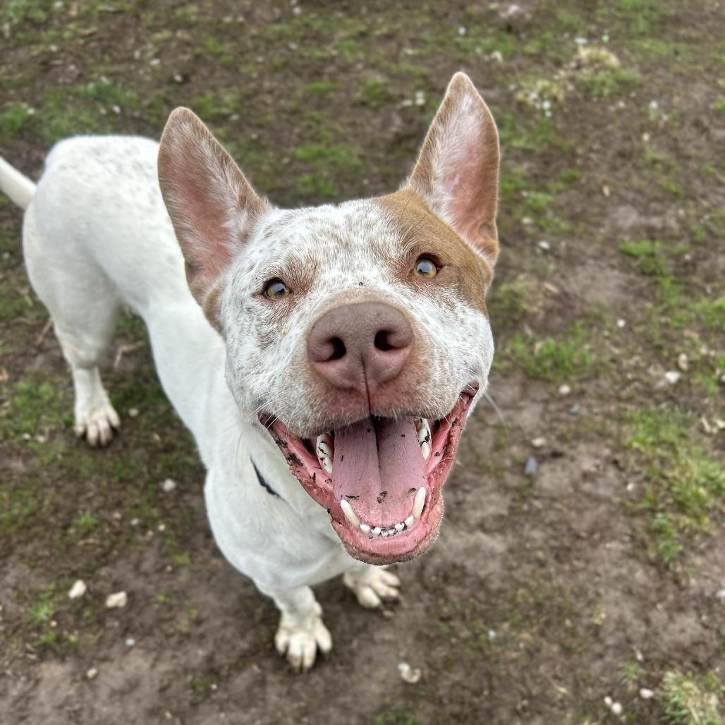 Enlarge Dunkin, a Adoptable Mixed Breed in Edwardsville, IL image 4/6