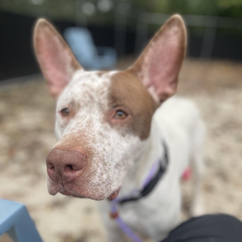 Enlarge Dunkin, a Adoptable Mixed Breed in Edwardsville, IL image 4/6