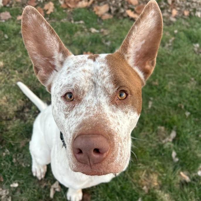 Enlarge Dunkin, a Adoptable Mixed Breed in Edwardsville, IL image 6/6