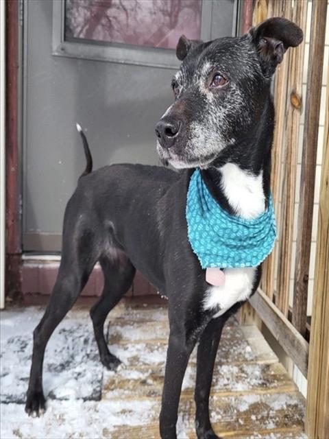 OREO, Adoptable, Adult Female Labrador Retriever & Mixed Breed.