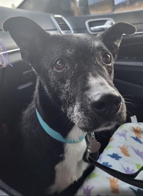 OREO, Adoptable, Adult Female Labrador Retriever & Mixed Breed.