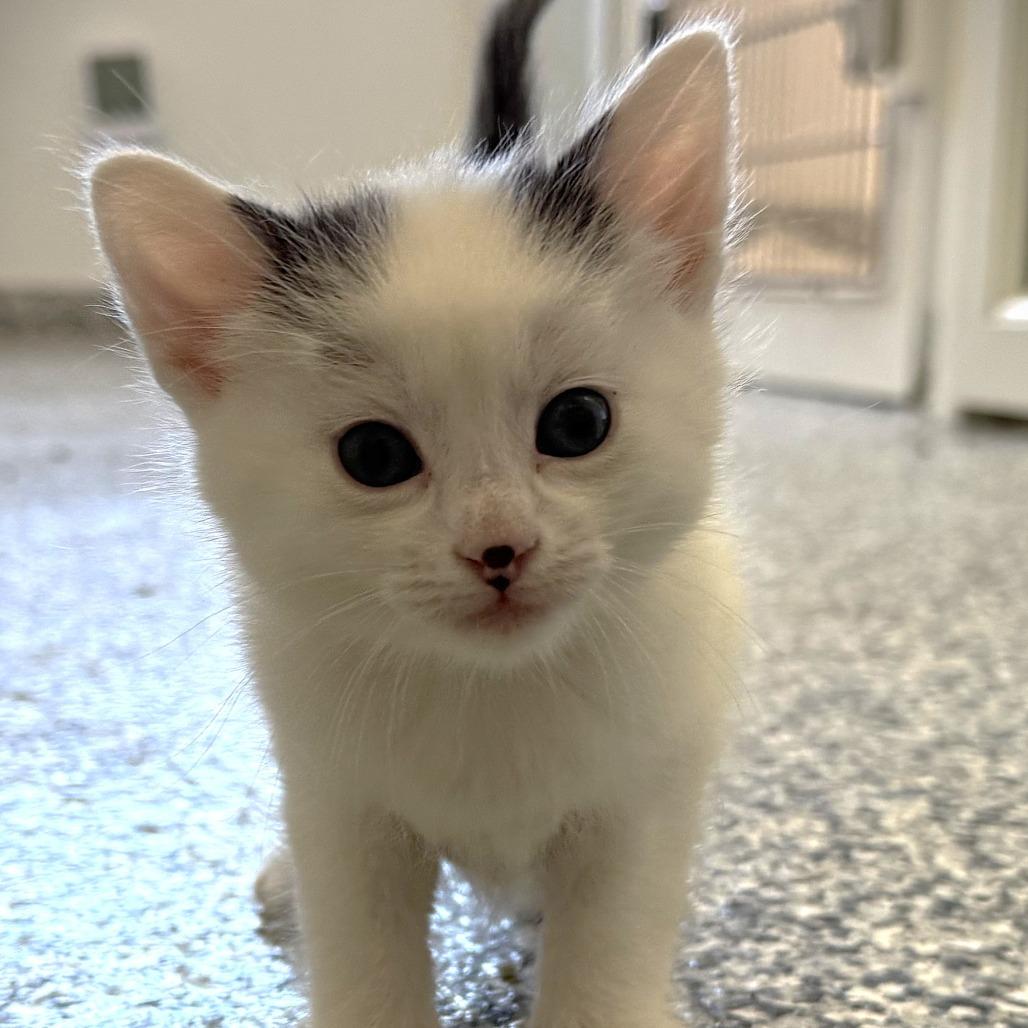 Enlarge Alexandrite, a Adoptable Domestic Short Hair in St. Louis, MO image 2/3
