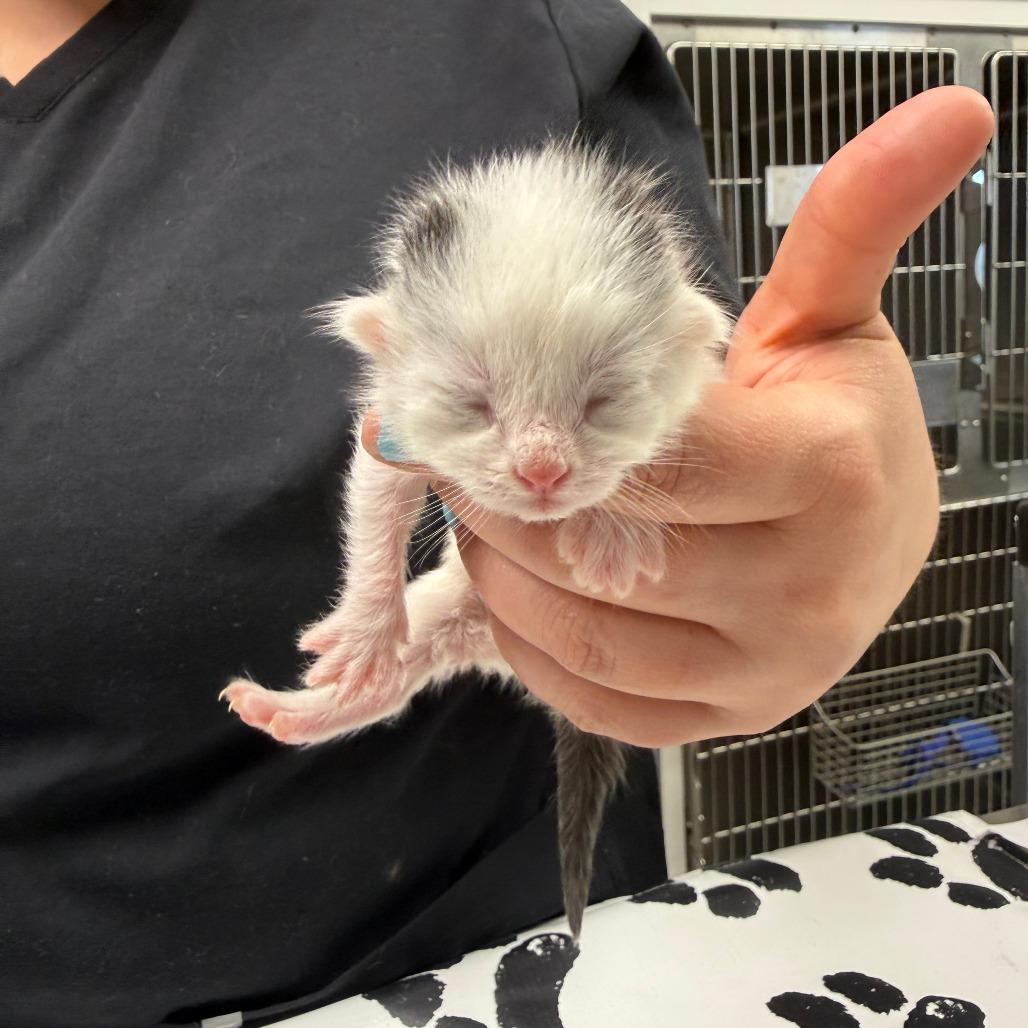 Enlarge Alexandrite, a Adoptable Domestic Short Hair in St. Louis, MO image 3/3