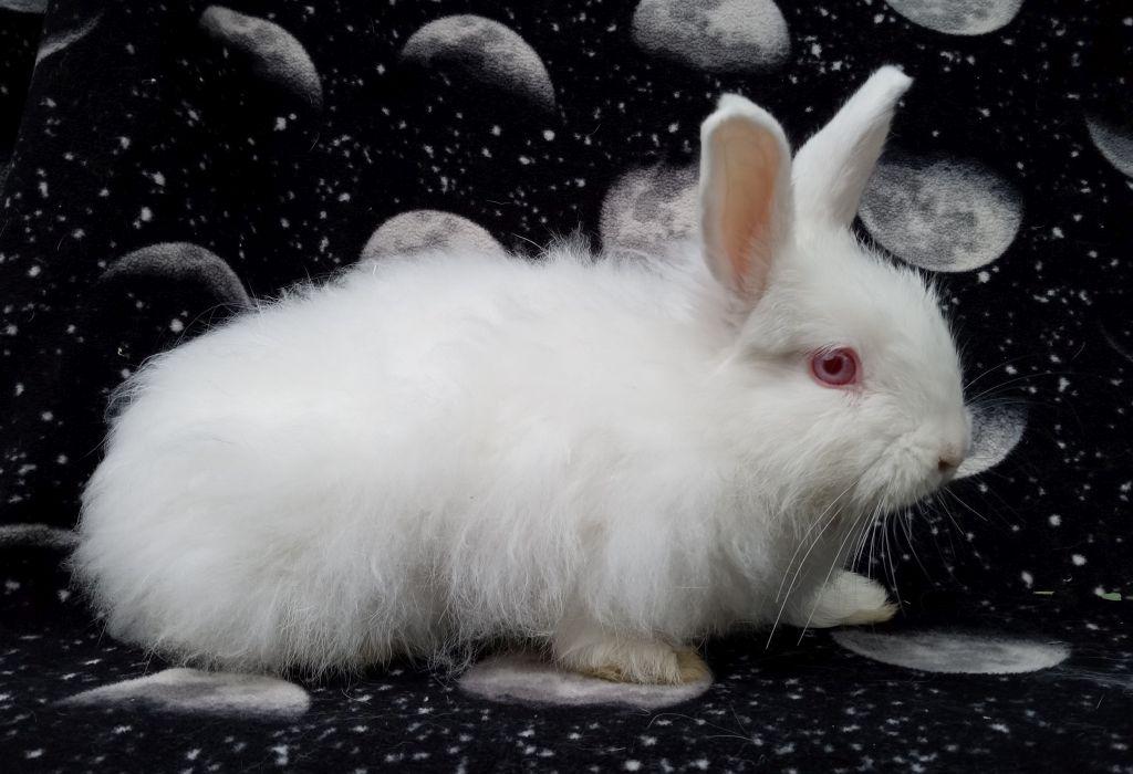 Enlarge Pricilla, a Adoptable mixed breed in Goleta, CA image 2/2
