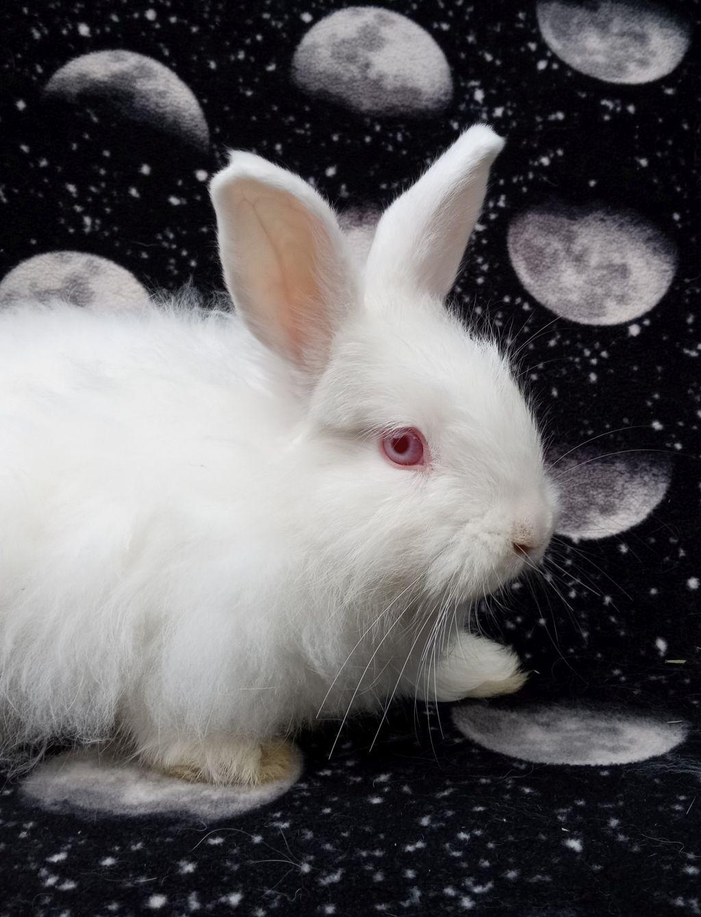 Enlarge Pricilla, a Adoptable mixed breed in Goleta, CA image 1/2