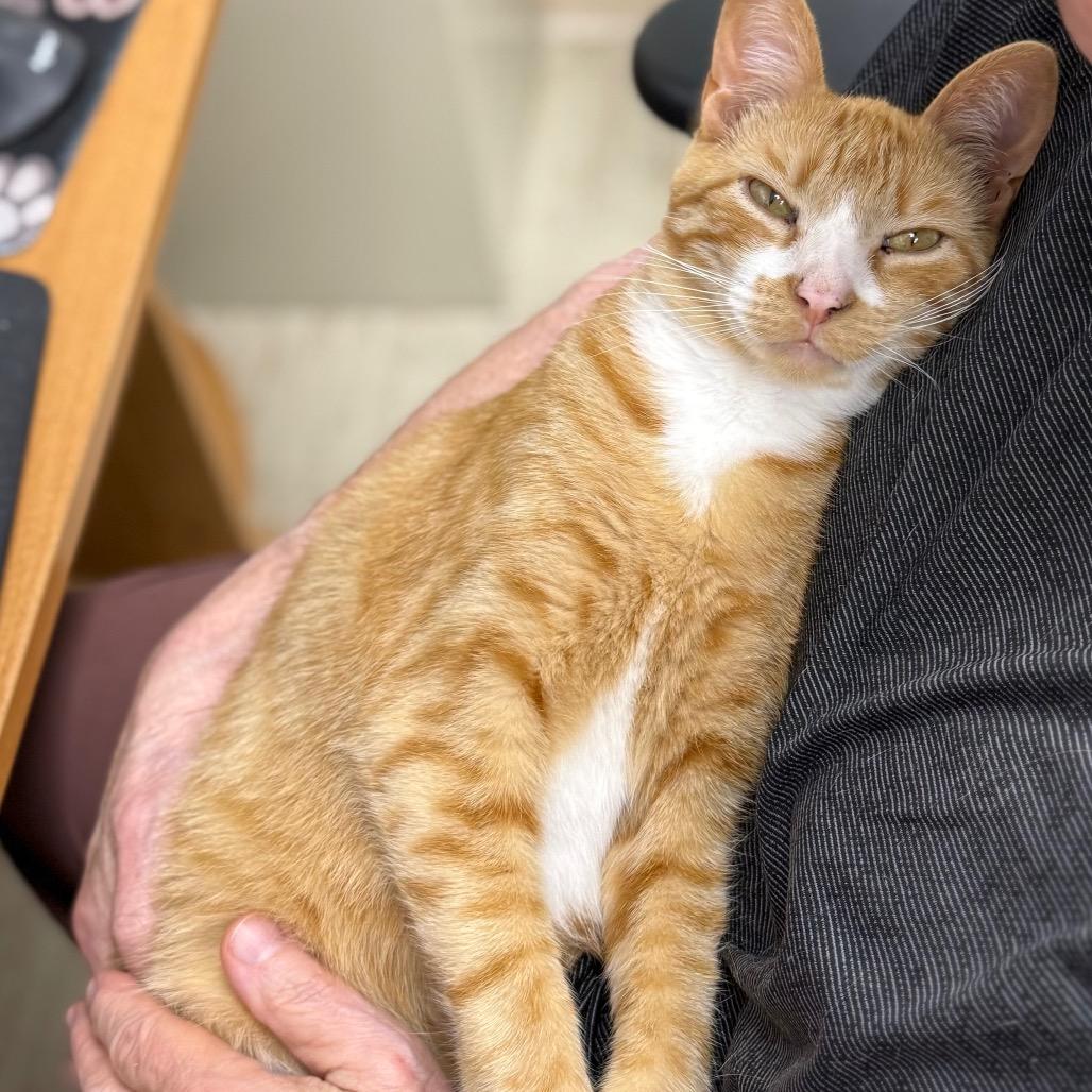 Dobby, Adoptable, Young Male Domestic Short Hair.