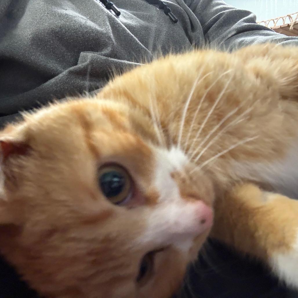 Dobby, Adoptable, Young Male Domestic Short Hair.
