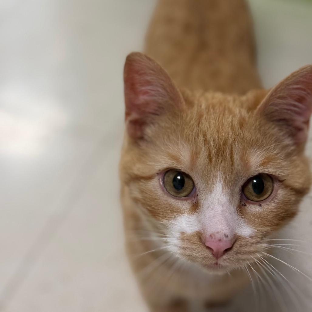 Enlarge Dobby, a Adoptable Domestic Short Hair in Chariton, IA image 1/2