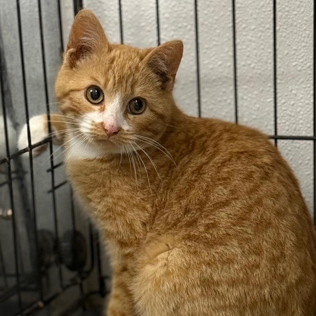 Enlarge Dobby, a Adoptable Domestic Short Hair in Chariton, IA image 2/2