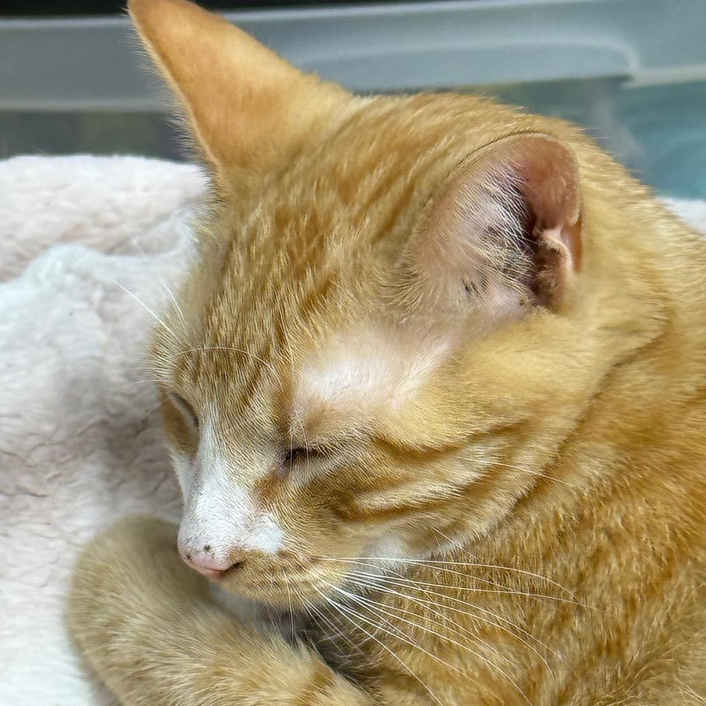 Enlarge Dobby, a Adoptable Domestic Short Hair in Chariton, IA image 6/6