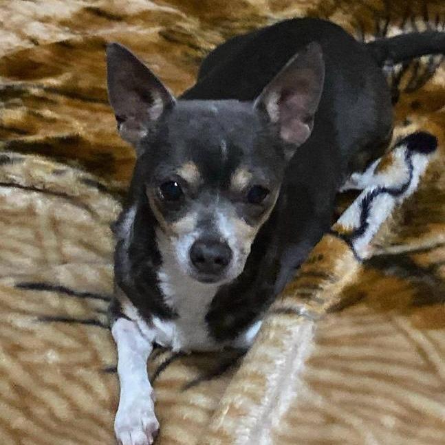 Paty, Adoptable, Senior Female Chihuahua.