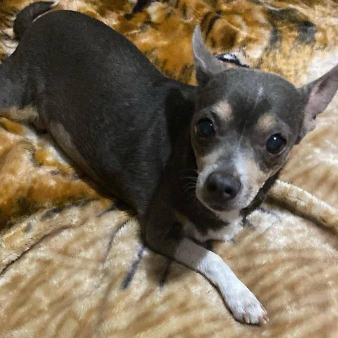 Enlarge Paty, a Adoptable Chihuahua in Las Vegas, NV image 2/2