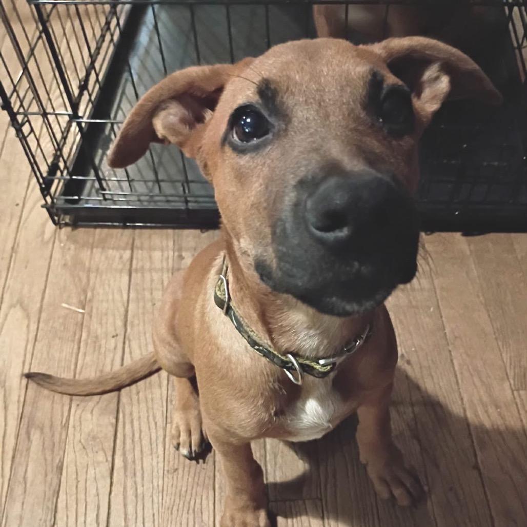Rocco, Adoptable, Puppy Male German Shepherd Dog & Mixed Breed.
