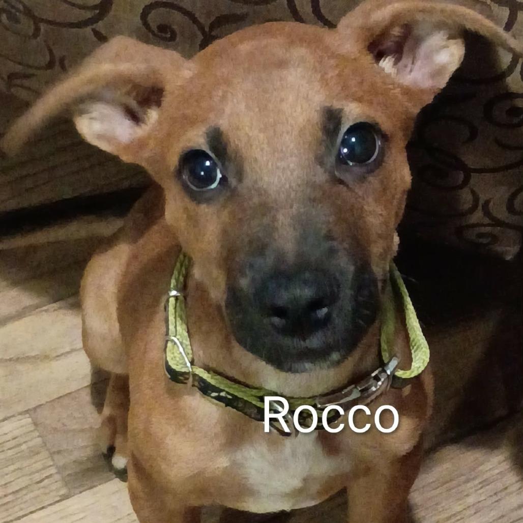 Enlarge Rocco, a Adoptable mixed breed in Overland Park, KS image 2/2