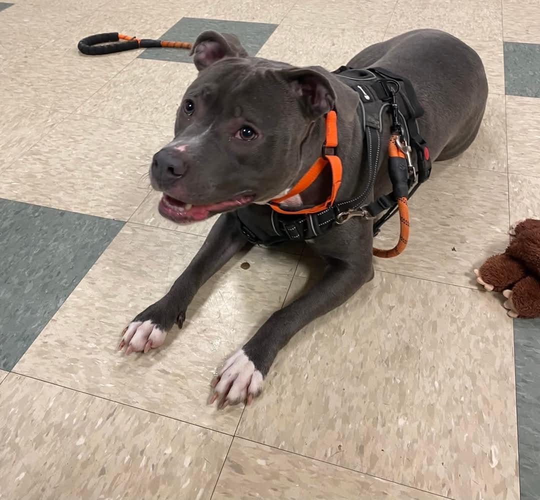 Enlarge Blu, a Adoptable mixed breed in Stratford, CT image 5/6