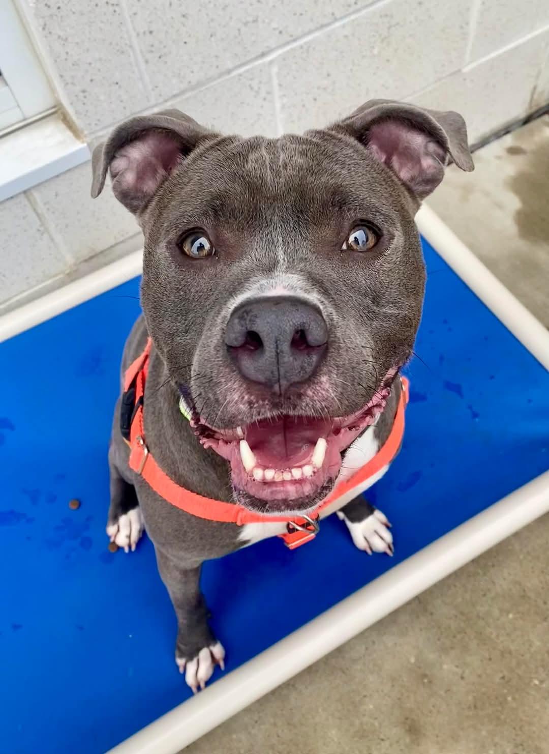 Enlarge Blu, a Adoptable mixed breed in Stratford, CT image 1/6