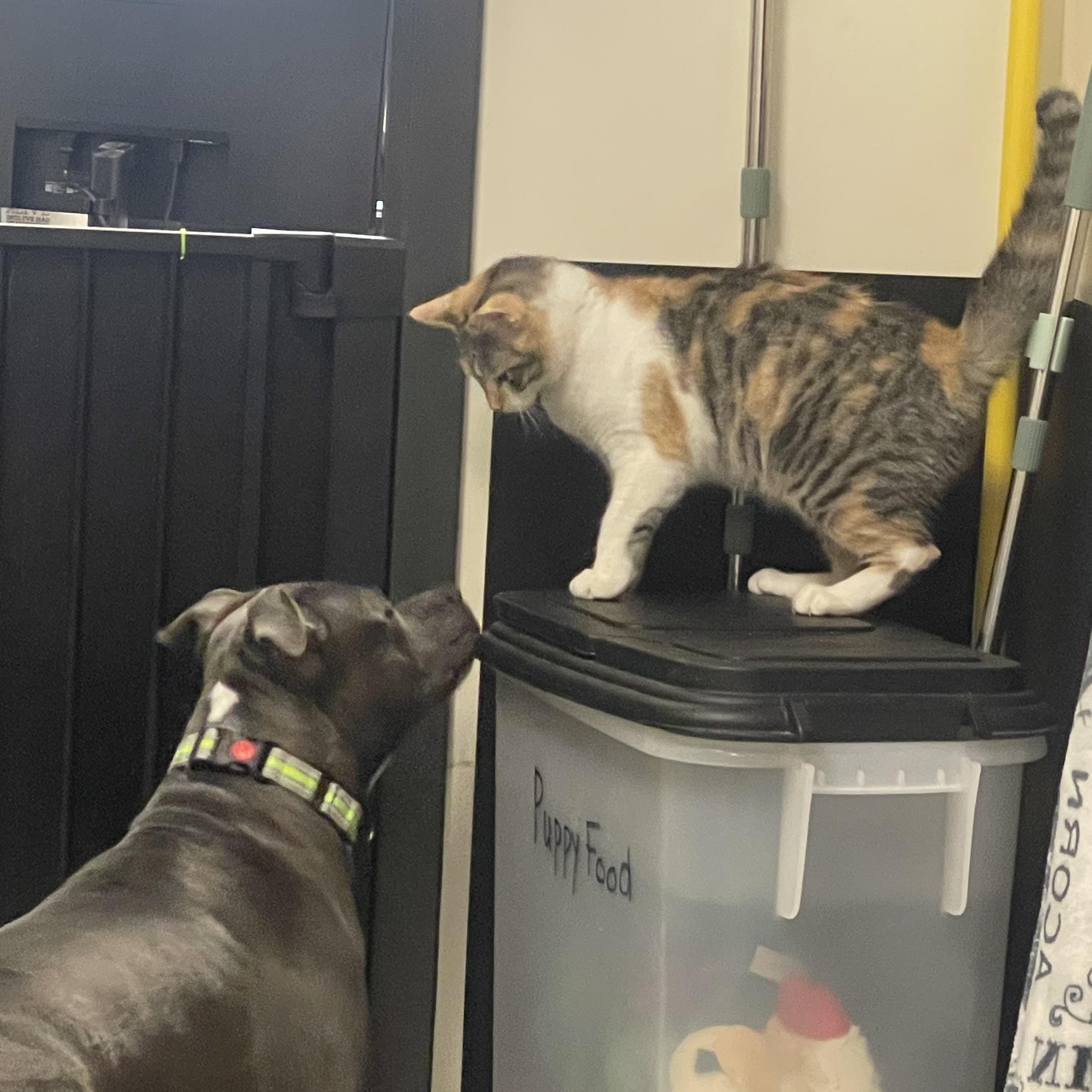 Enlarge Blu, a Adoptable mixed breed in Stratford, CT image 3/6