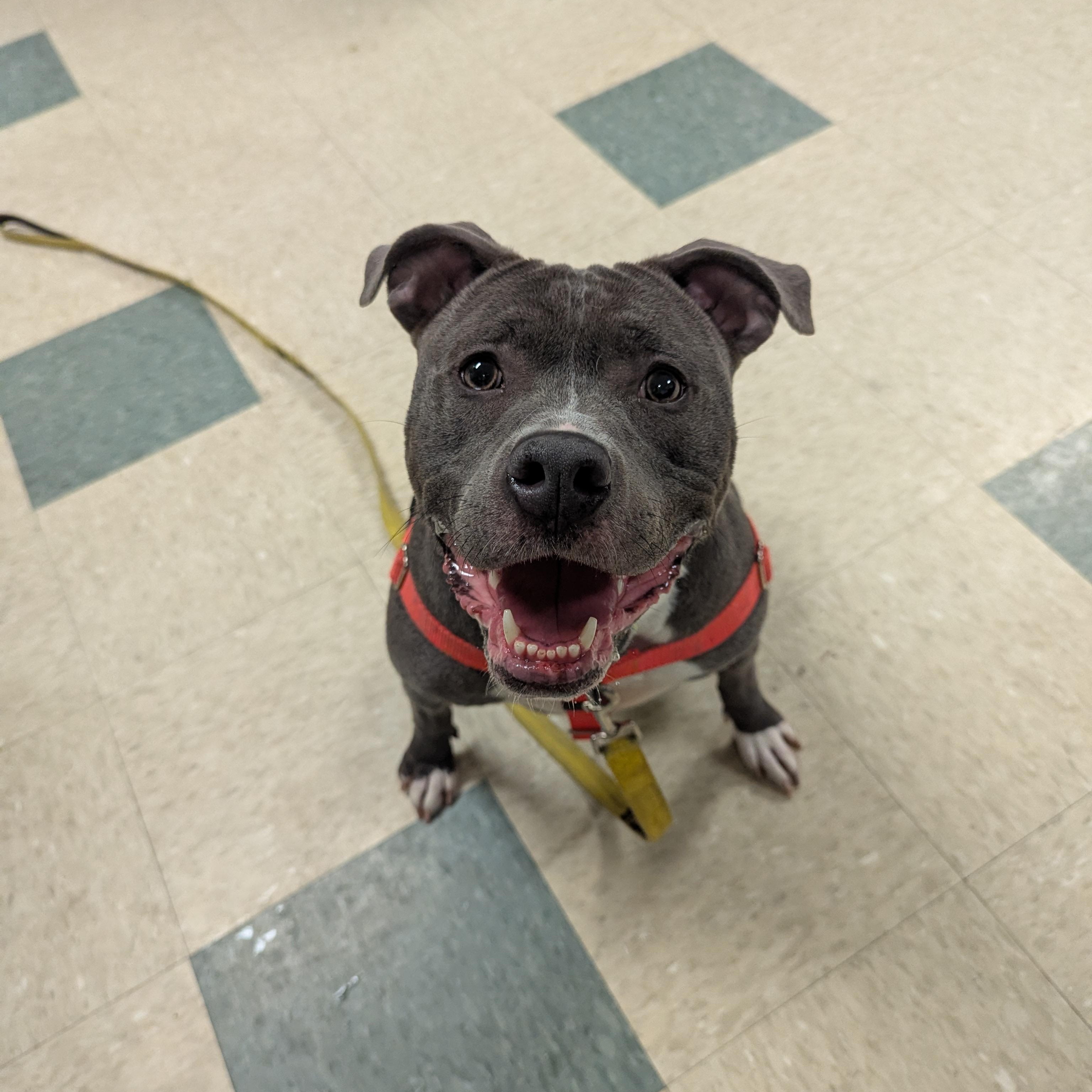 Enlarge Blu, a Adoptable mixed breed in Stratford, CT image 2/6