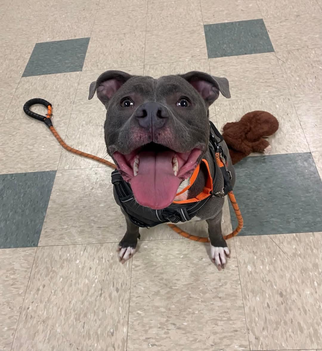 Enlarge Blu, a Adoptable mixed breed in Stratford, CT image 6/6