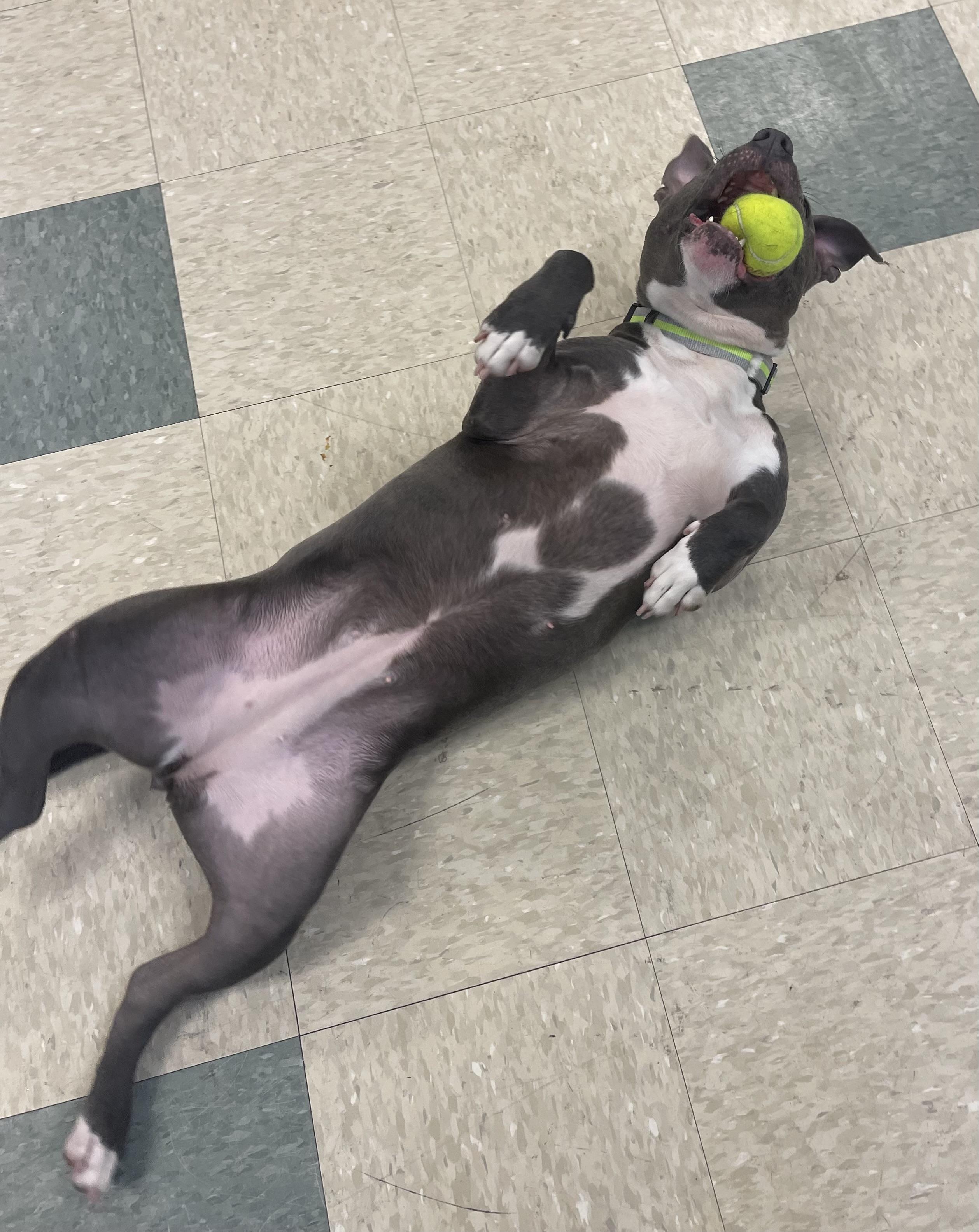 Enlarge Blu, a Adoptable mixed breed in Stratford, CT image 4/6