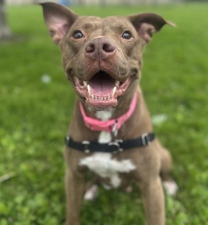 Xena, ADOPTABLE, Young Female Mixed Breed.