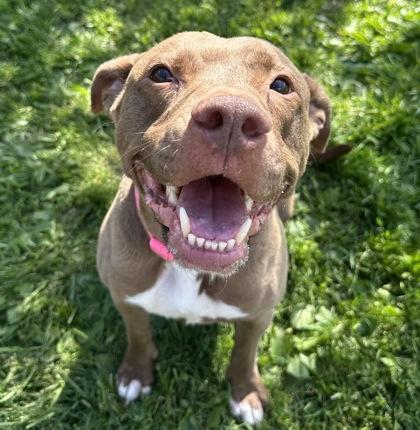 Enlarge Xena, a ADOPTABLE Mixed Breed in Dubuque, IA image 2/3