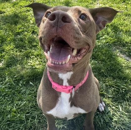 Enlarge Xena, a ADOPTABLE Mixed Breed in Dubuque, IA image 3/3