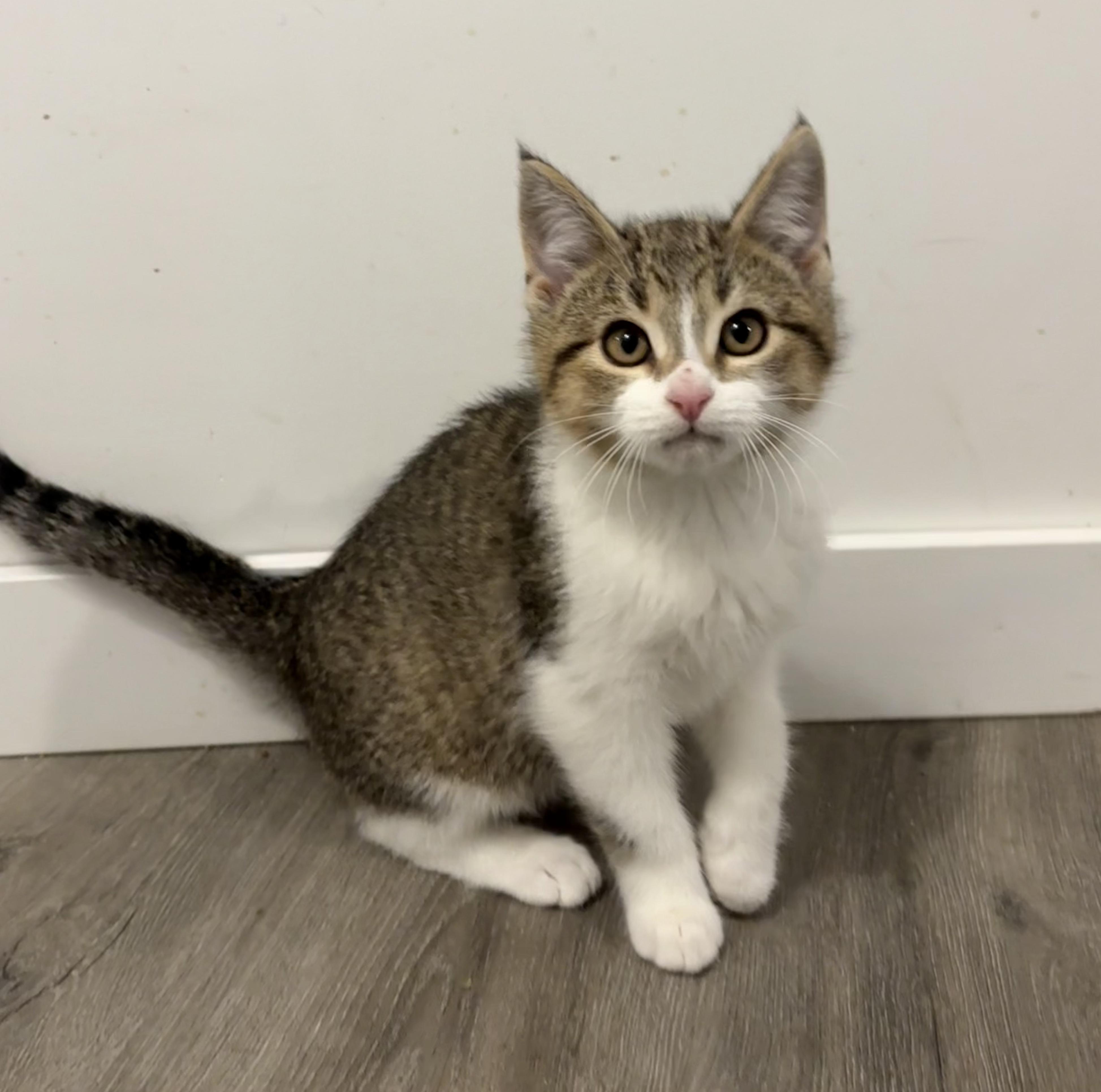 Enlarge FINNEGAN, an adopted Domestic Short Hair in Tillsonburg, ON image 3/6