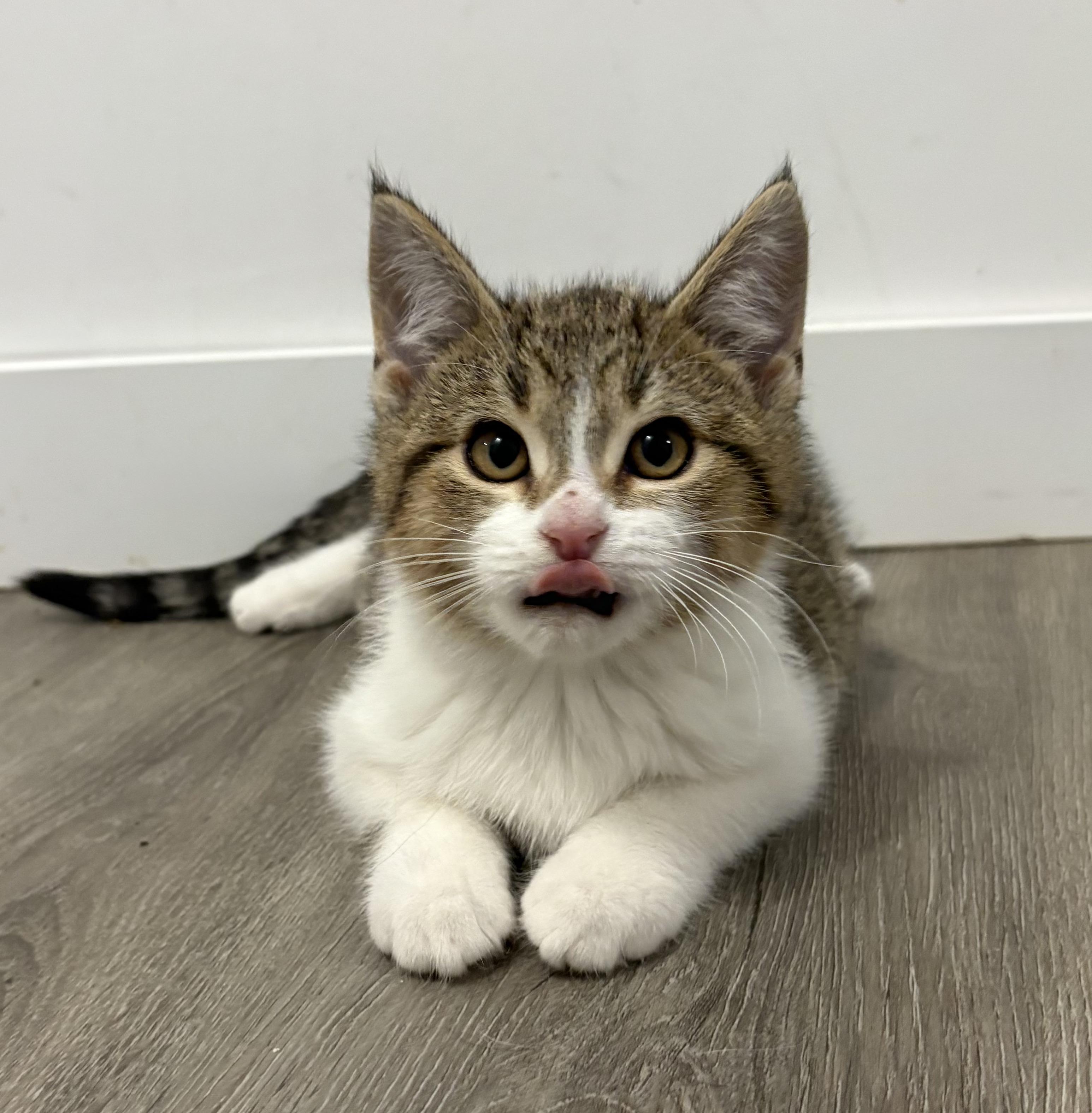 Enlarge FINNEGAN, an adopted Domestic Short Hair in Tillsonburg, ON image 6/6