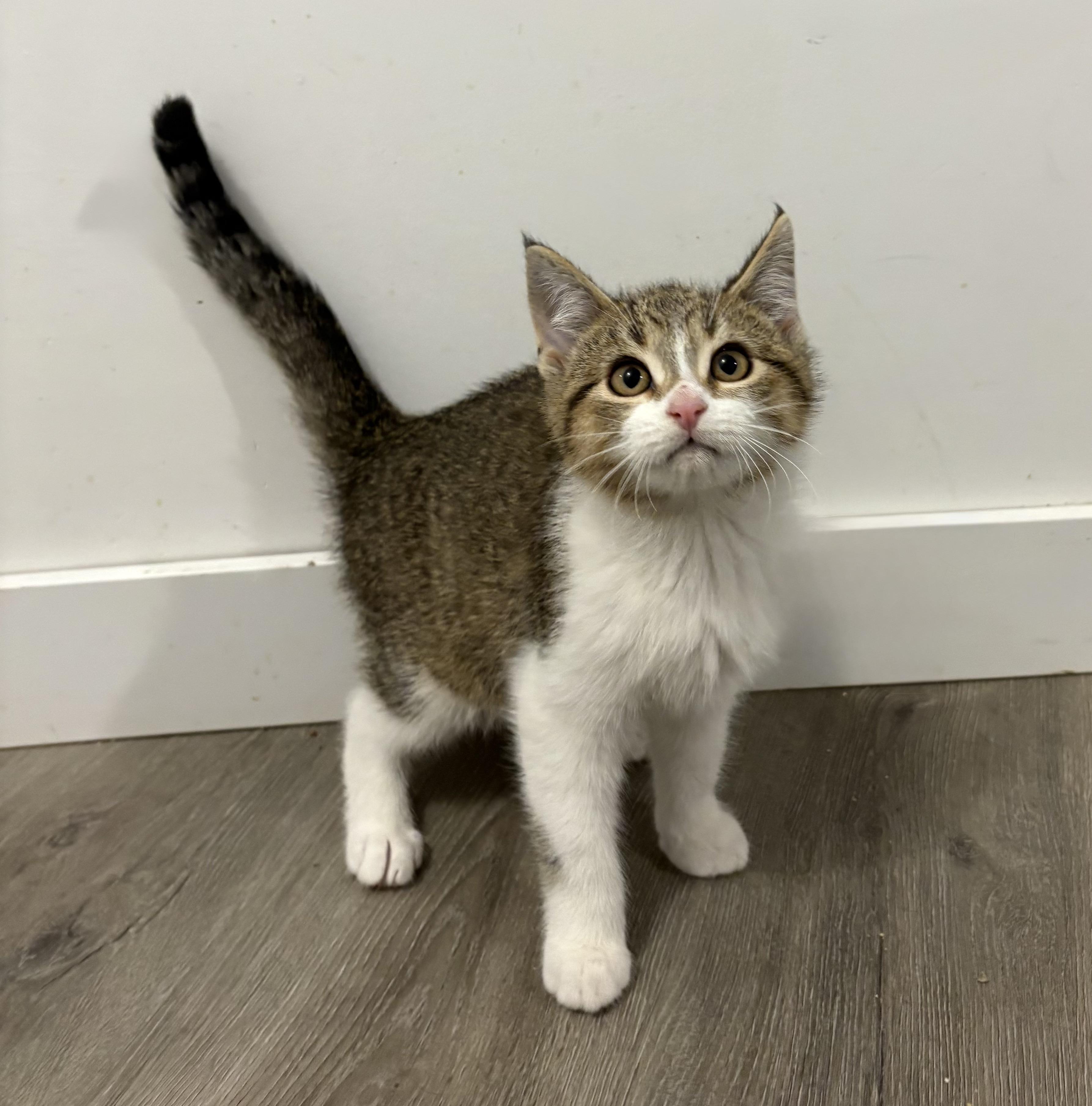 Enlarge FINNEGAN, an adopted Domestic Short Hair in Tillsonburg, ON image 2/6