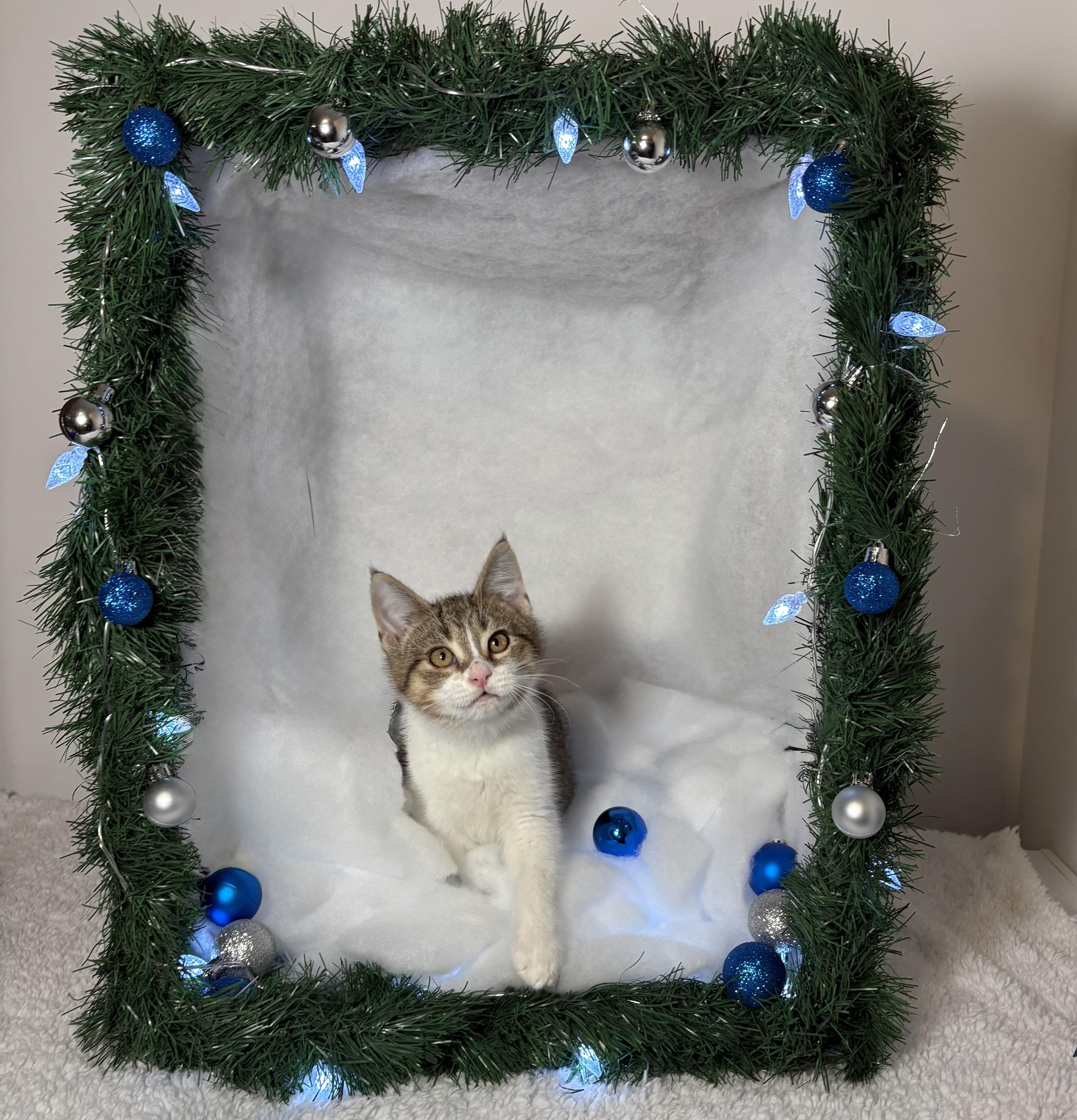 Enlarge FINNEGAN, an adopted Domestic Short Hair in Tillsonburg, ON image 5/6