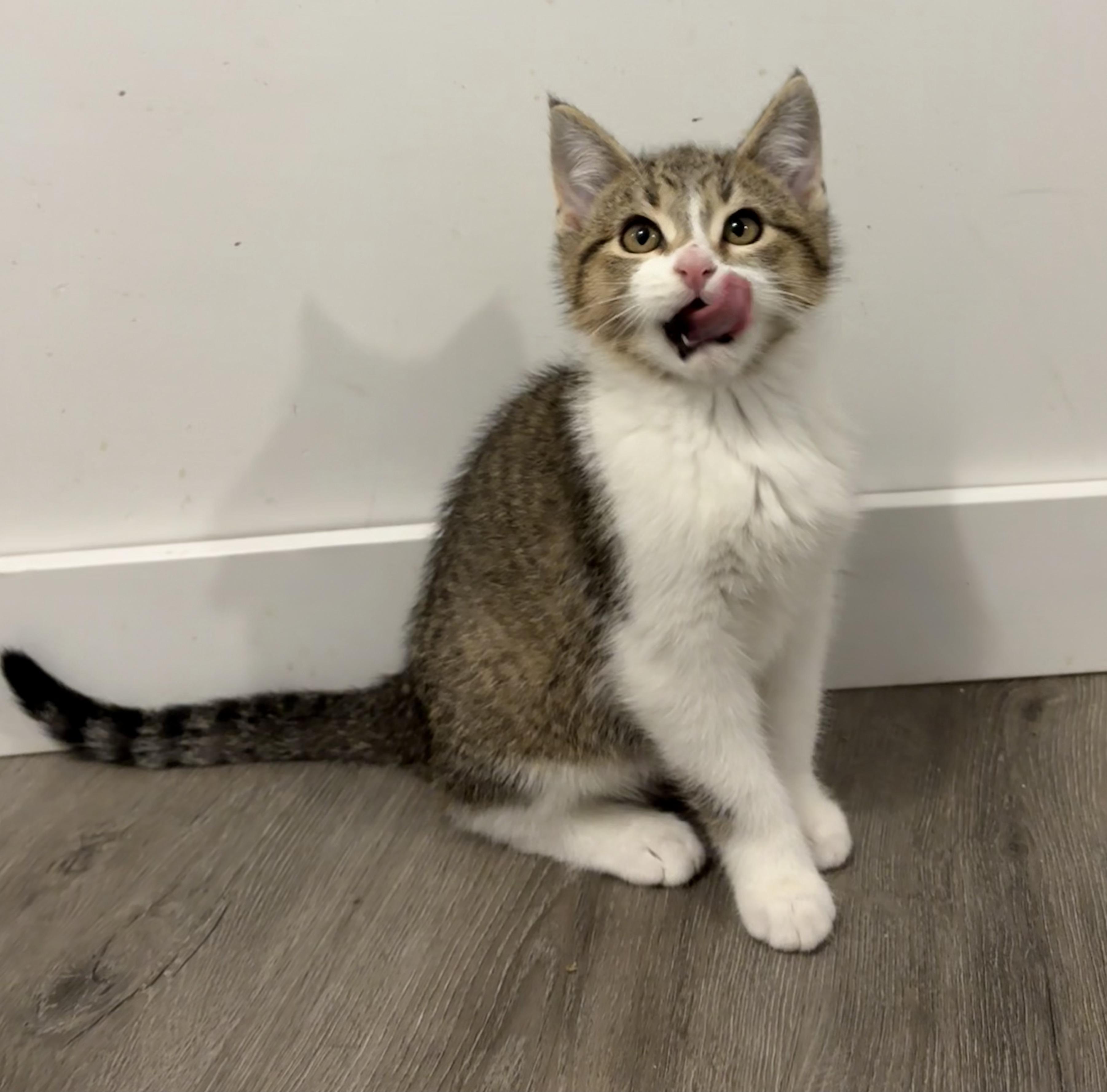 Enlarge FINNEGAN, an adopted Domestic Short Hair in Tillsonburg, ON image 4/6