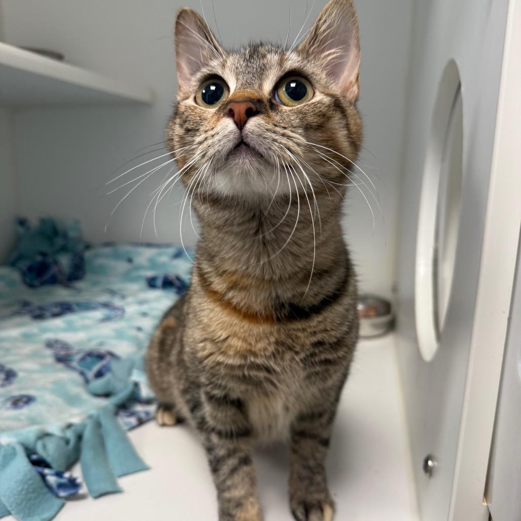 Enlarge Caroline, a Adoptable Domestic Short Hair in Tulsa, OK image 1/4