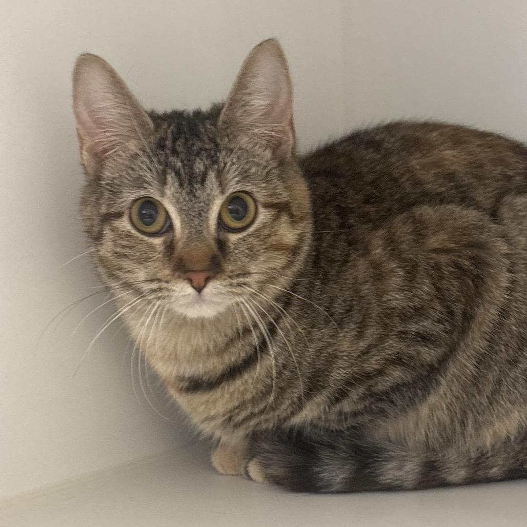 Enlarge Caroline, a Adoptable Domestic Short Hair in Tulsa, OK image 2/4