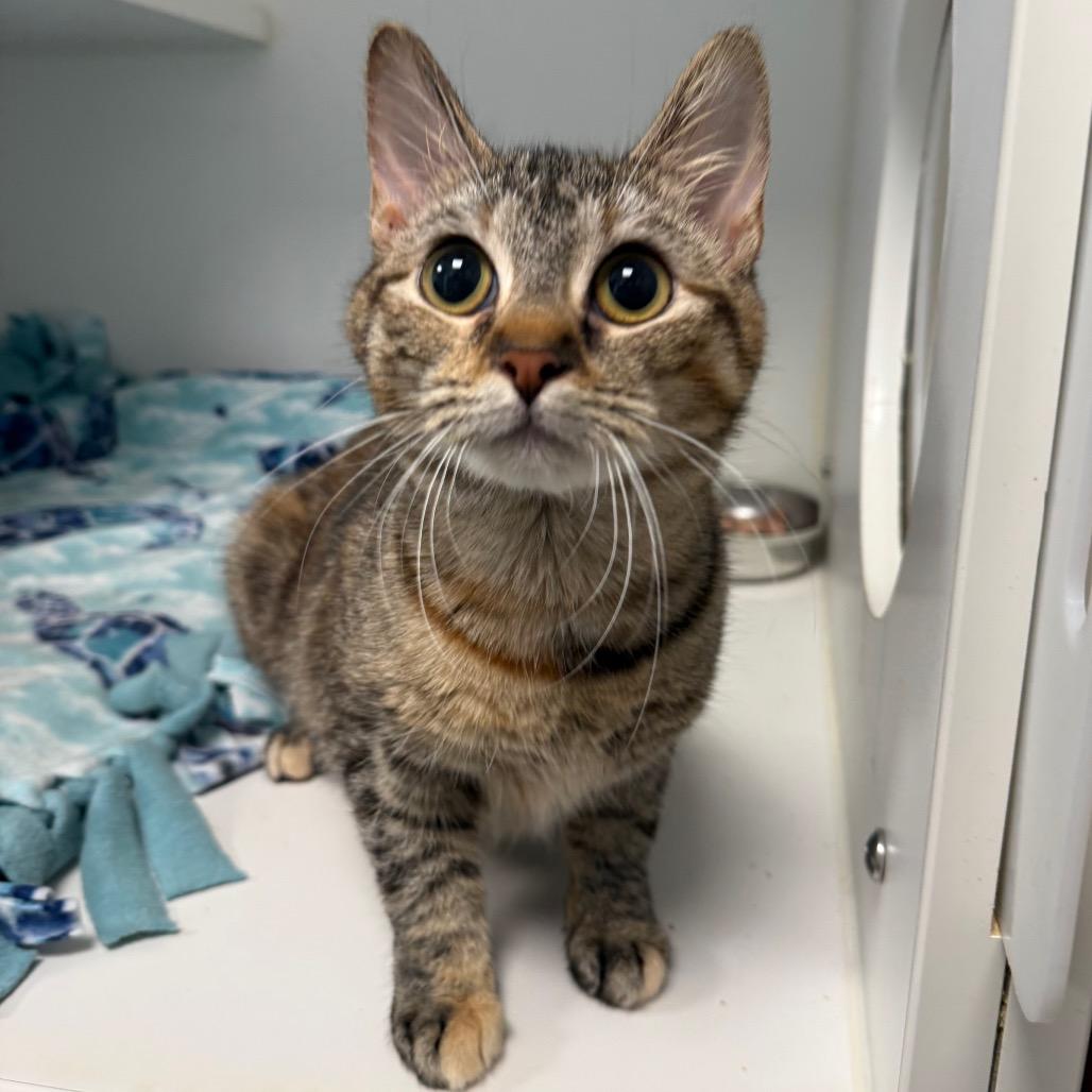 Enlarge Caroline, a Adoptable Domestic Short Hair in Tulsa, OK image 4/4