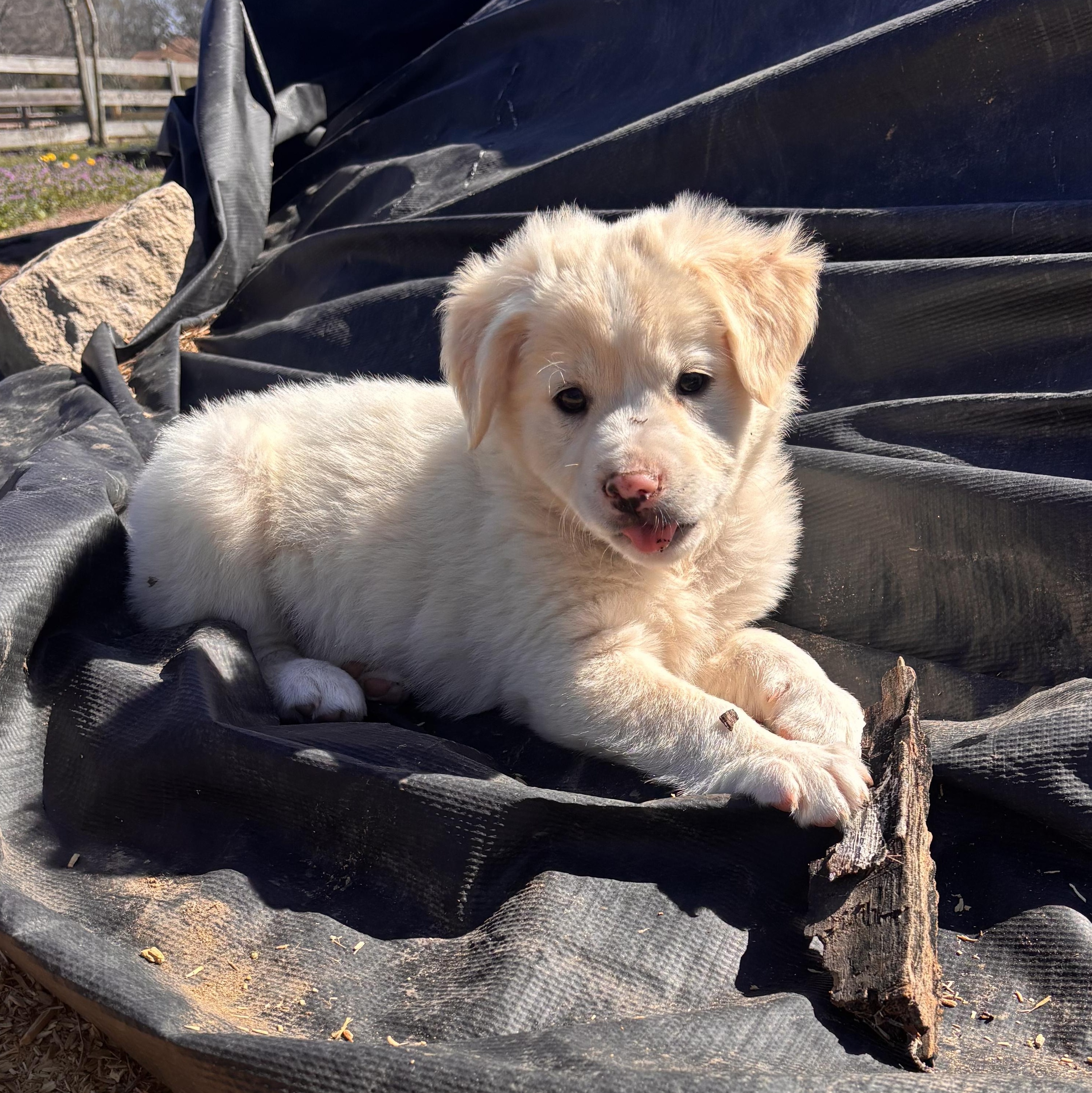 Bellamy — thumbnail 2