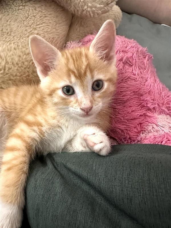 Chestnut, a Adoptable mixed breed in Fayetteville, AR image 1/6