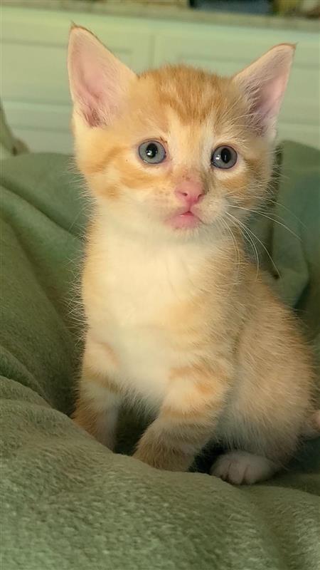 Chestnut, a Adoptable mixed breed in Fayetteville, AR image 2/6