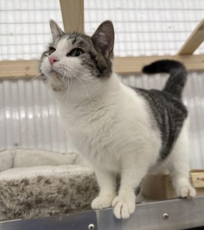 Enlarge Gemini, a ADOPTABLE Domestic Short Hair in Meadow Lake, SK image 3/3