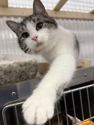 Enlarge Gemini, a ADOPTABLE Domestic Short Hair in Meadow Lake, SK image 2/3