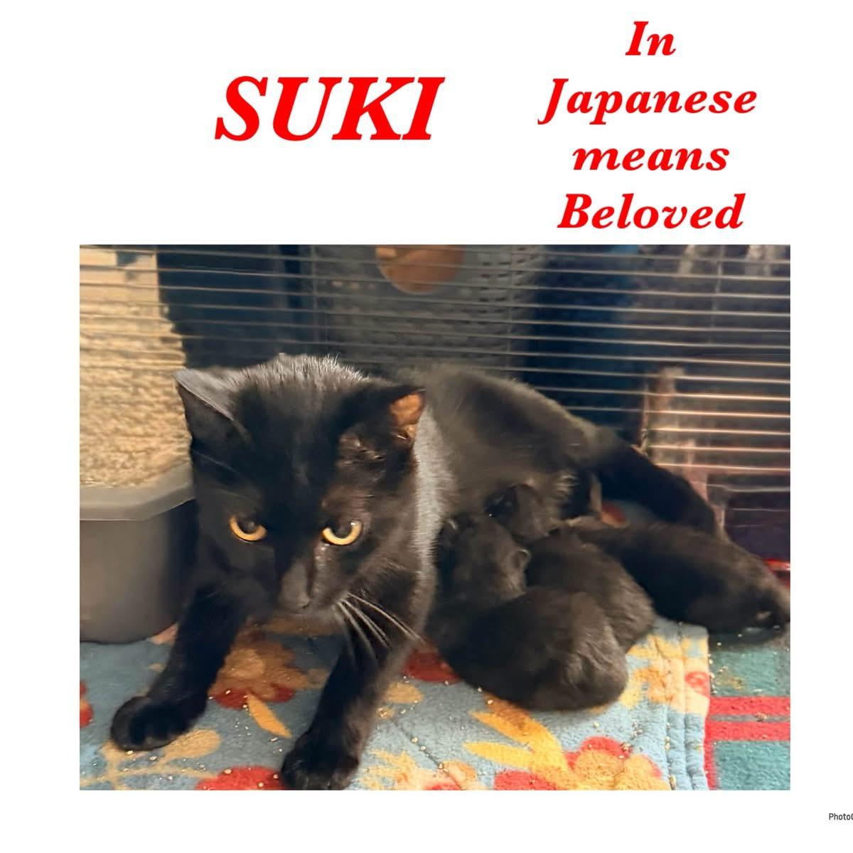 Suki, Adoptable, Adult Female Domestic Short Hair.
