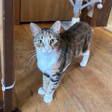 Firecracker, Adult Female Calico