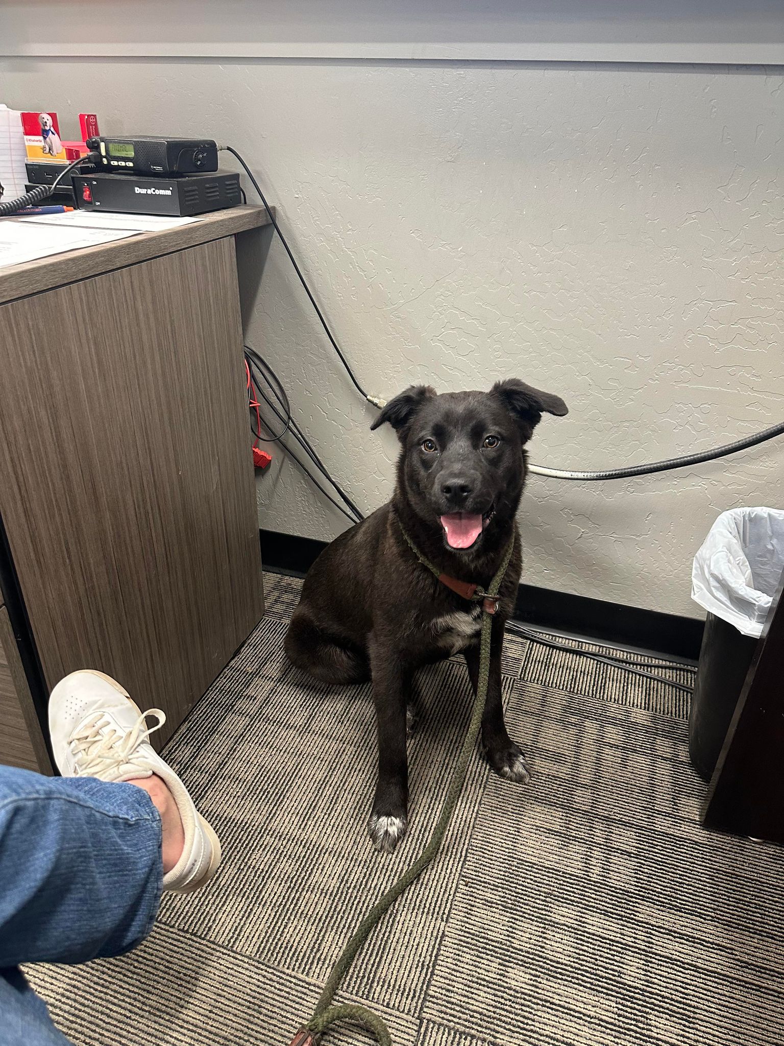 Dog for adoption Etsey, an Australian Cattle Dog / Blue Heeler in