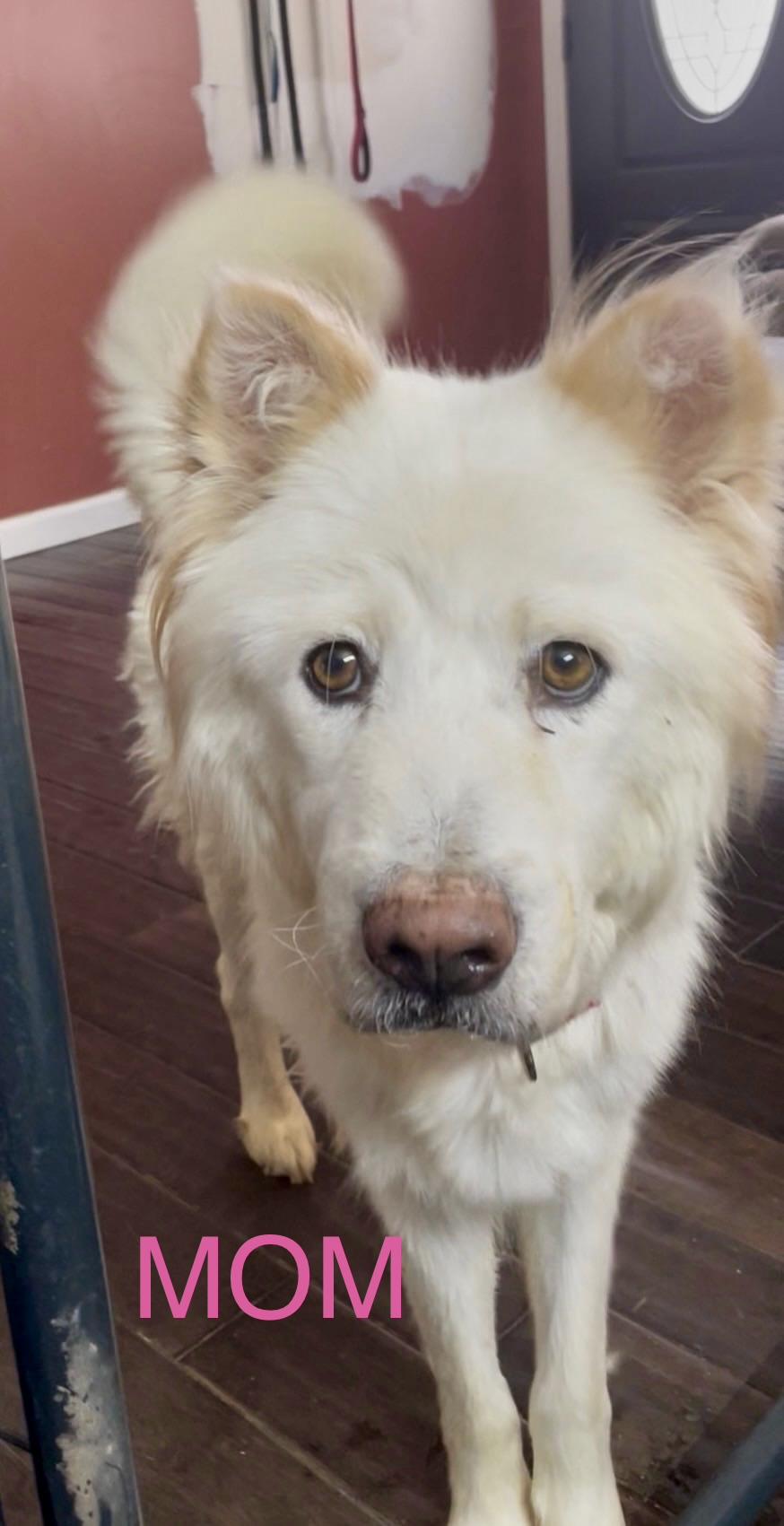 Enlarge MUSHU, a Adoptable mixed breed in Southbridge , MA image 5/6