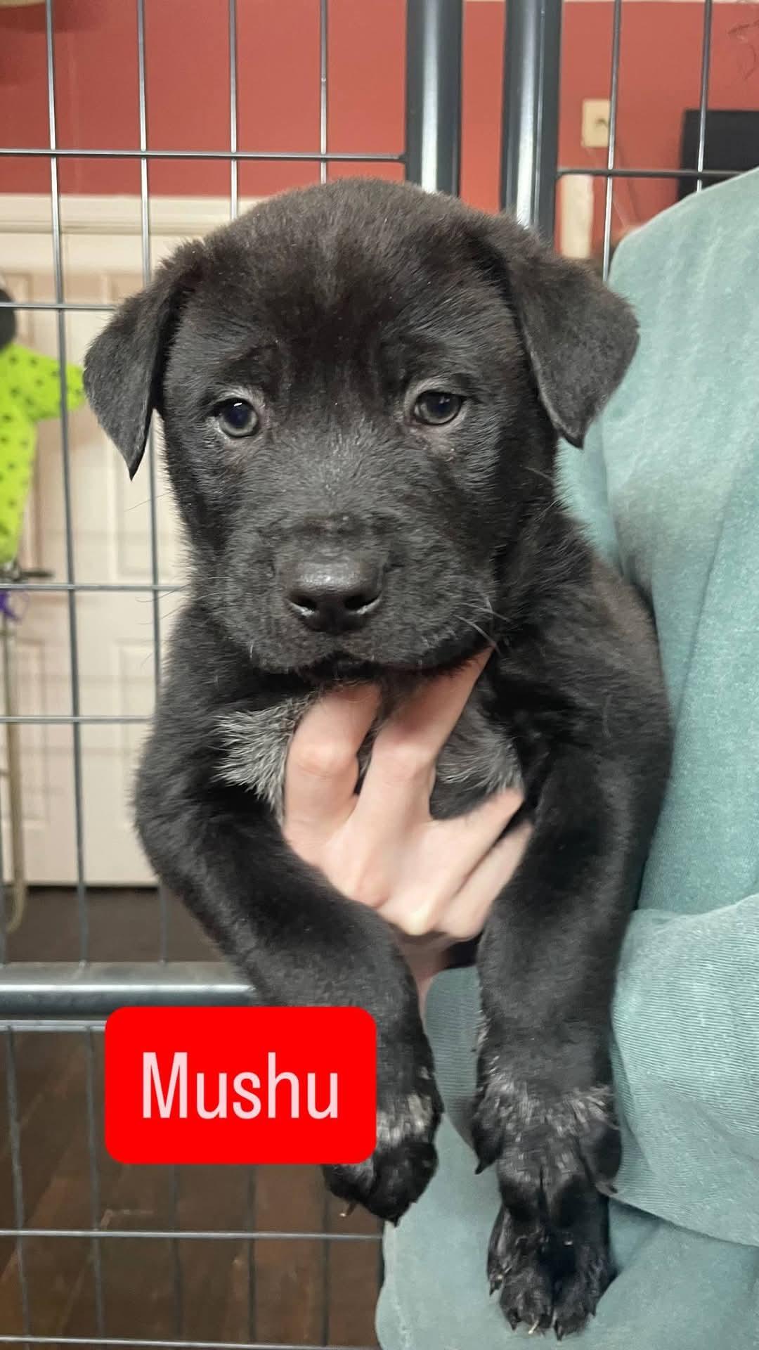 Enlarge MUSHU, a Adoptable mixed breed in Manchester, CT image 1/1