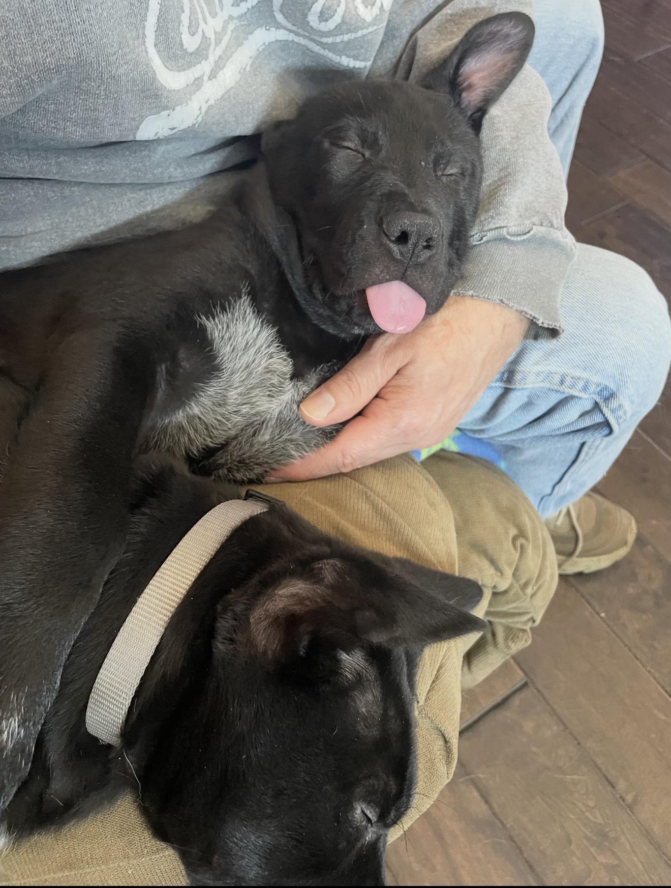 Enlarge MUSHU, a Adoptable mixed breed in Southbridge , MA image 2/6