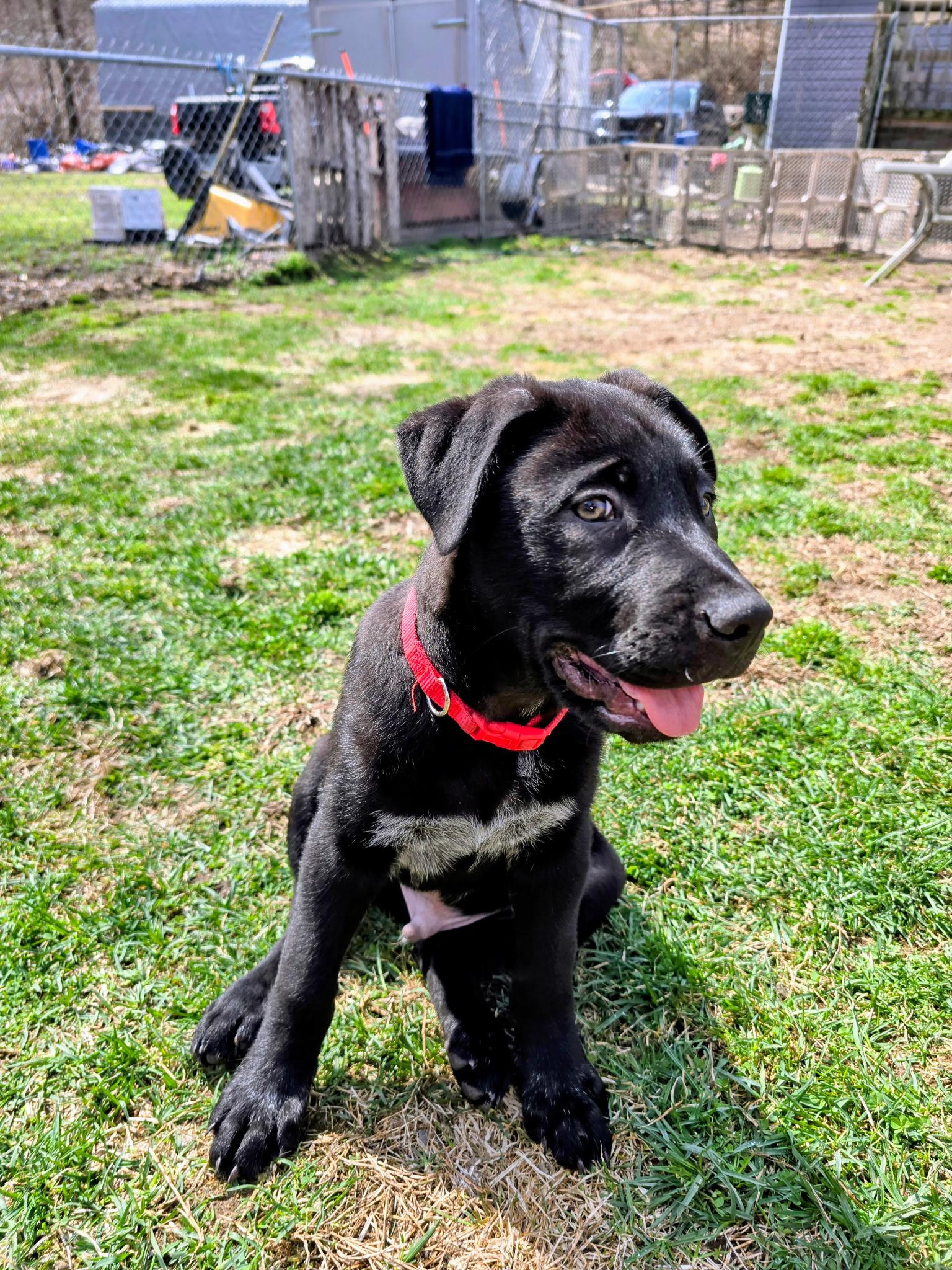 Enlarge MUSHU, a Adoptable mixed breed in Southbridge , MA image 6/6