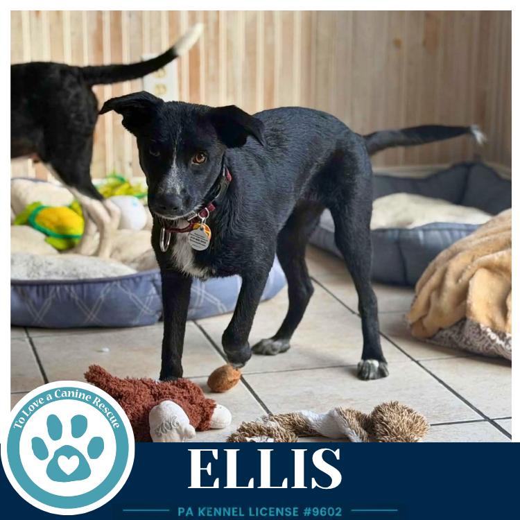 Ellis 100326, Adoptable, Young Female Border Collie & Cattle Dog.