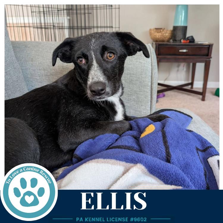 Enlarge Ellis 100326, a Adoptable mixed breed in Kimberton, PA image 2/4