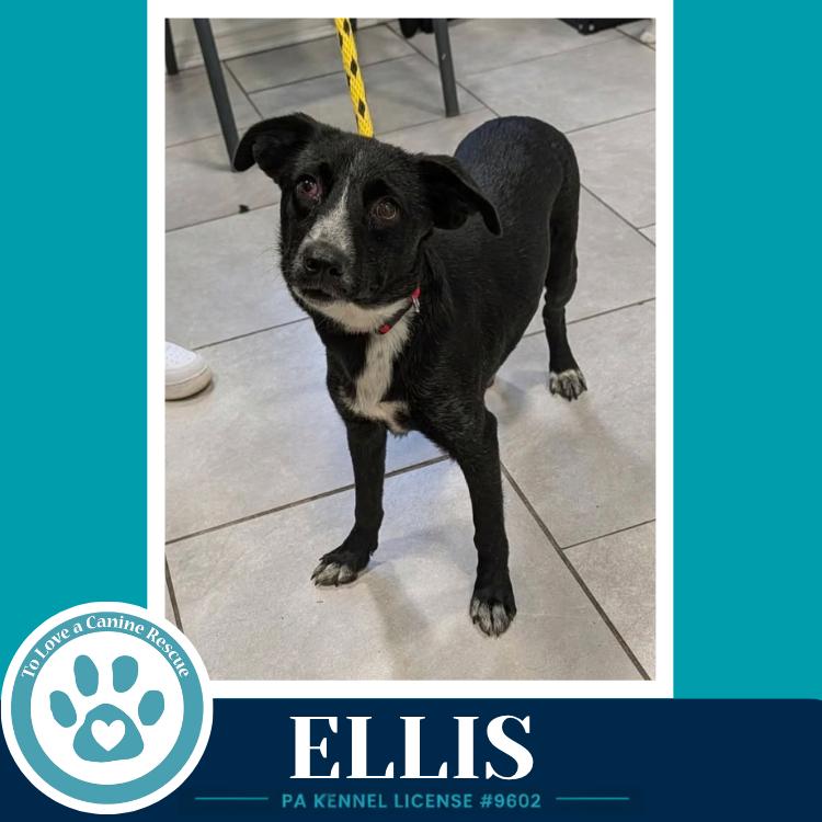 Enlarge Ellis 100326, a Adoptable mixed breed in Kimberton, PA image 3/4